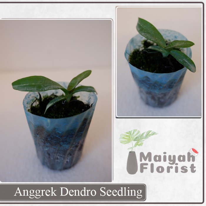 Anggrek Dendro Seedling - Tanaman Hias