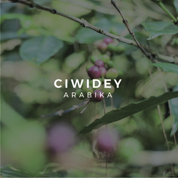 

Green Bean Arabica Ciwidey