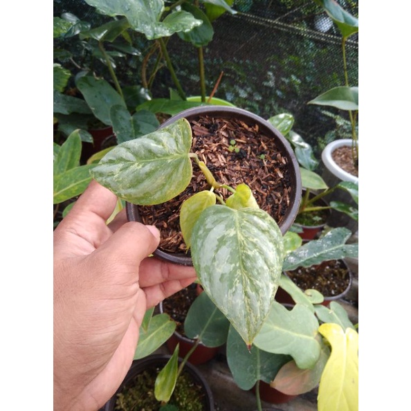 philodendron sodiroi