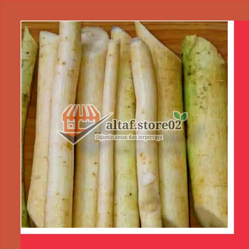 

Akar Pohon Pepaya Jantan akar pepaya jantan segar Akar Pohon Pepaya Jantan Atau Kerayunan Per 1kg