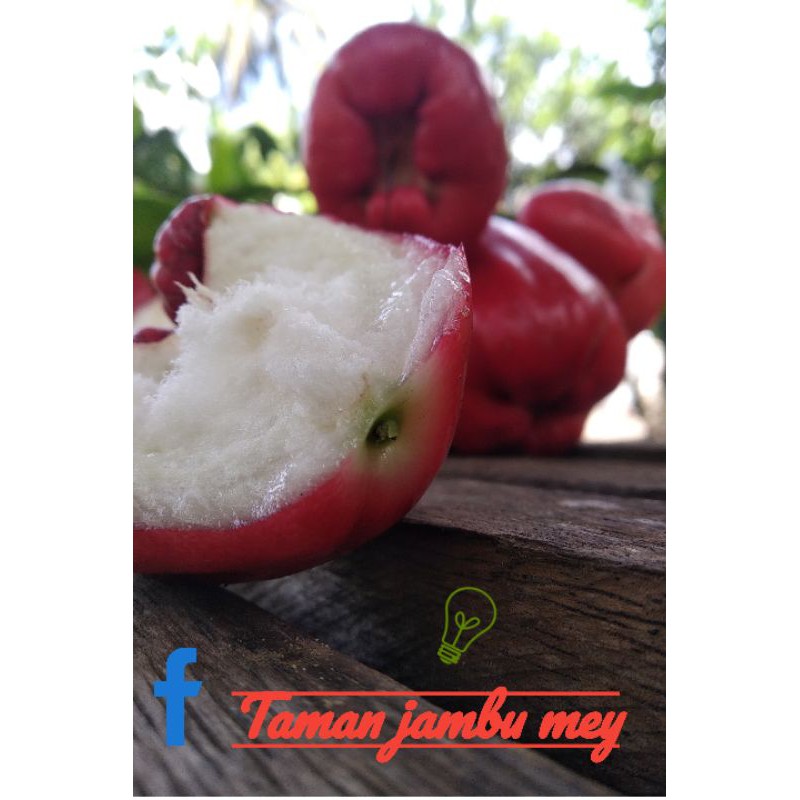 entres jambu air delima