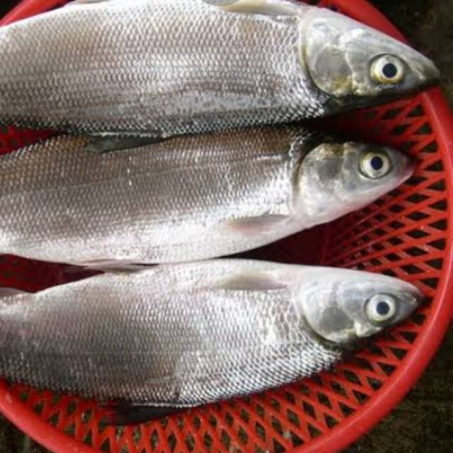 

Ikan bandeng beku