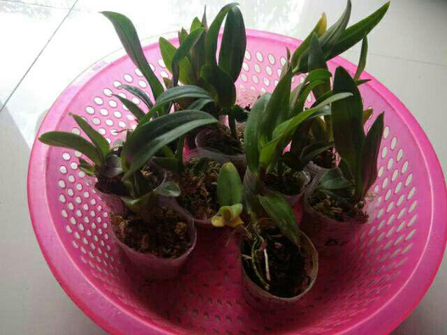 Anggrek Sedling Dendro Hybrid