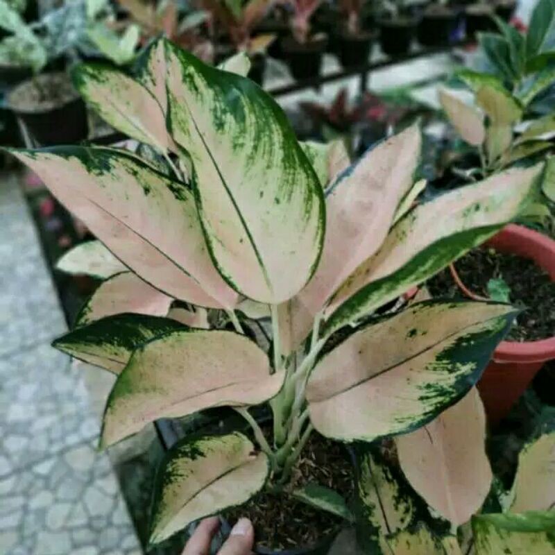 tanaman hias aglonema kochin sutra-Tanaman Hias Aglonema Kochin Sutra-AGLONEMA KOCHIN SUTRA-