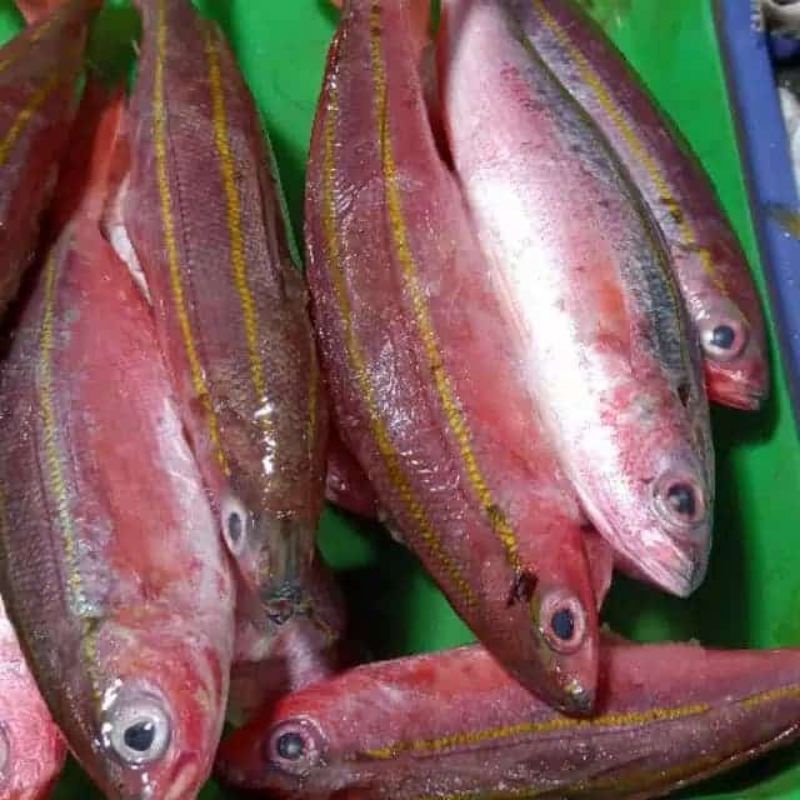 

ikan pisang dan ekor kuning fresh segar 500 gram