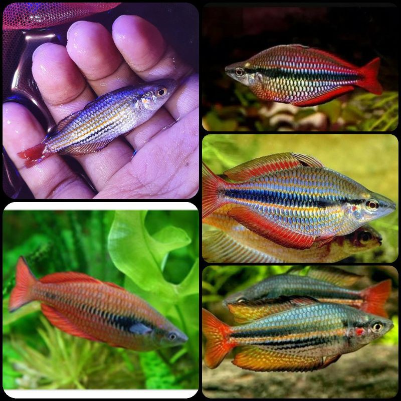 ikan rainbow makaloci untuk aquarium dan aquascape