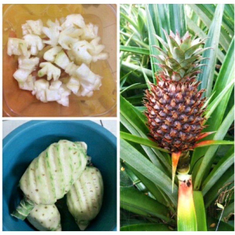 Buah Nanas Muda Segar Per Buah / Buah Nanas Muda Pelancar Haid / Buah Nanas Muda / Nanas Muda / Nana