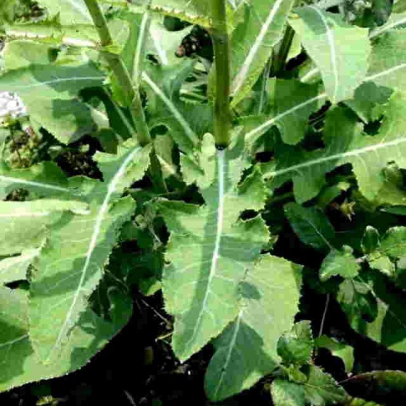 

daun tempuyung segar 1 kg