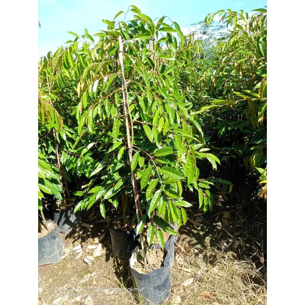 Bibit Durian Musangking, Bawor, Duri Hitam (OCHE)(packing pakai kotak kayu)