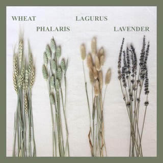 Image of (10pcs) Dried Flower IMPORT phalaris lavender lagurus bunny wheat gandum tanaman asli Bunga Kering