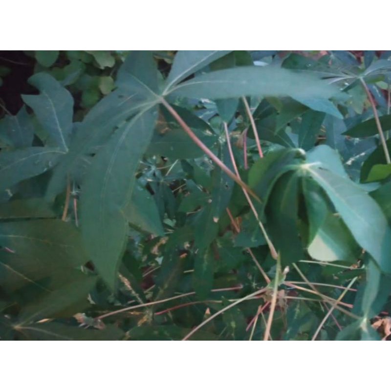 

Sayur Singkong Segar per 1 ikat
