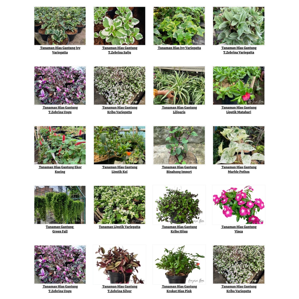 Tanaman Hias Bunga Gantung Macam-Macam/Tanaman Bunga Gantung Cantik