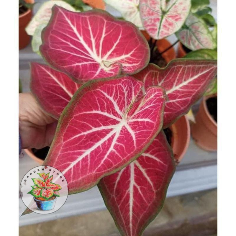 Promo umbi/Umbi hias caladium keladi/caladium hybrid thailand impor RICH OF THAI