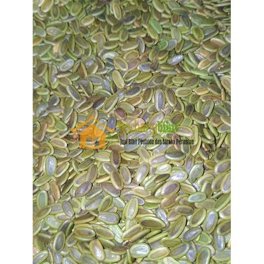Biji albasia sengon 1kg seed