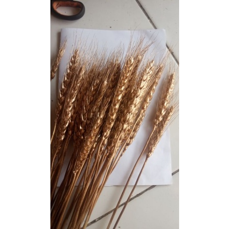 Gandum kering gandum perunggu, bunga kering gandum