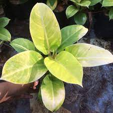 Tanaman Hias Philodendron lemon/ philo lemon/ philo moonlight