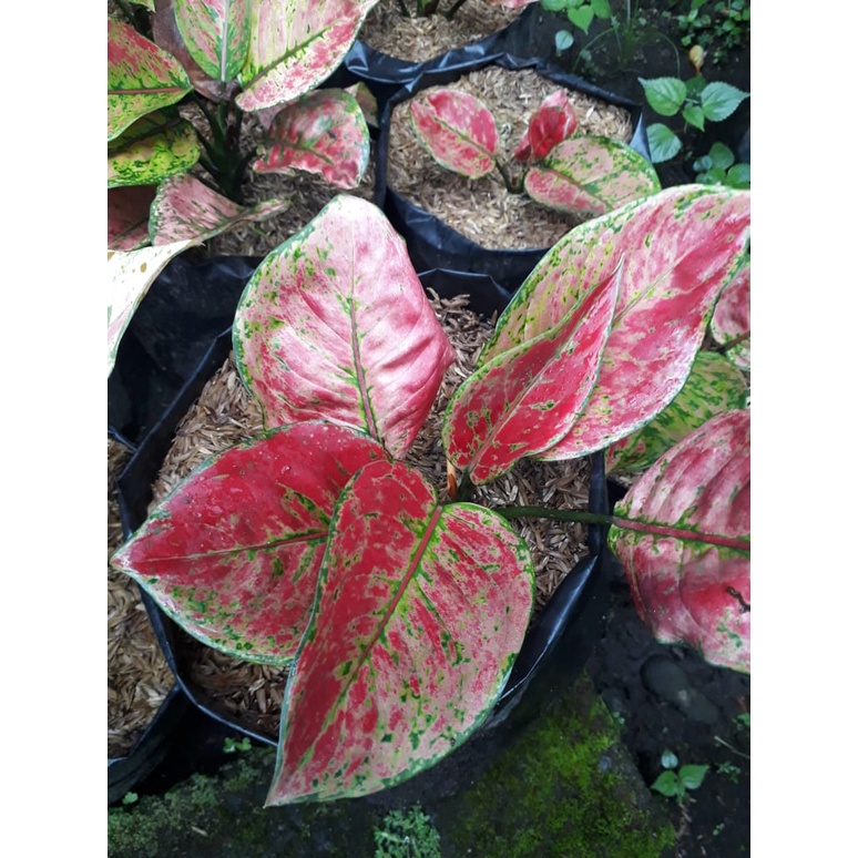 Aglonema Red Hengheng / Hengheng Merah Menor