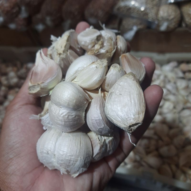 

Bawang putih Kating