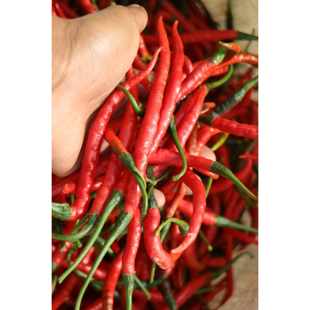 Grosir 100 gram Cabe Merah Keriting Cabai Segar Pedas Murah