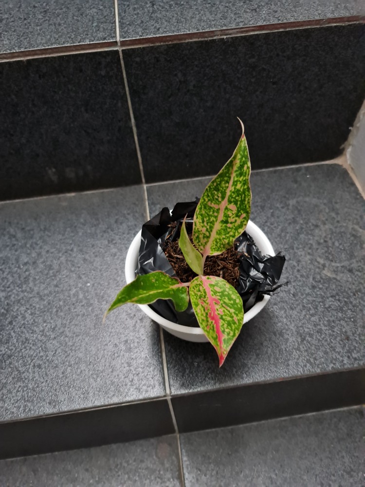 Aglonema Srikandi Thailand