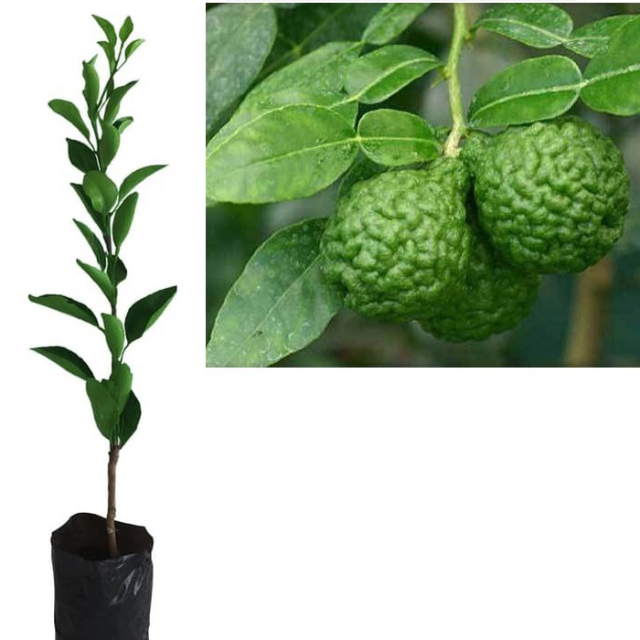 Bibit Tanaman Pohon Jeruk Purut Bibit Jeruk Purut Buah Bibit Tanaman Pohon Jeruk Purut Bibit Jeruk Purut Buah