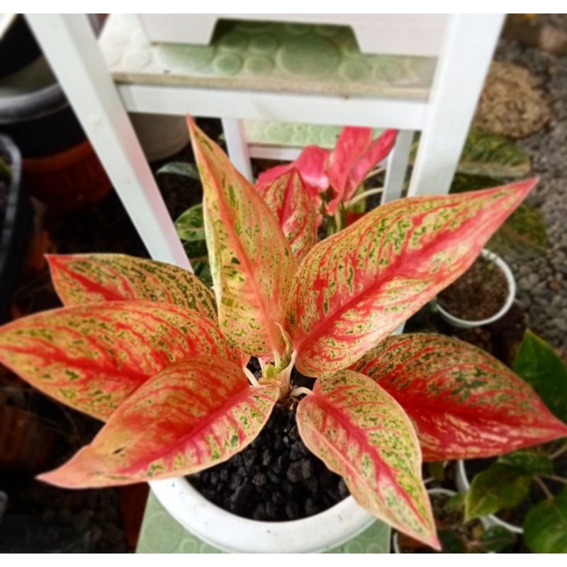 Aglonema Super Red Legacy Tulang Ikan
