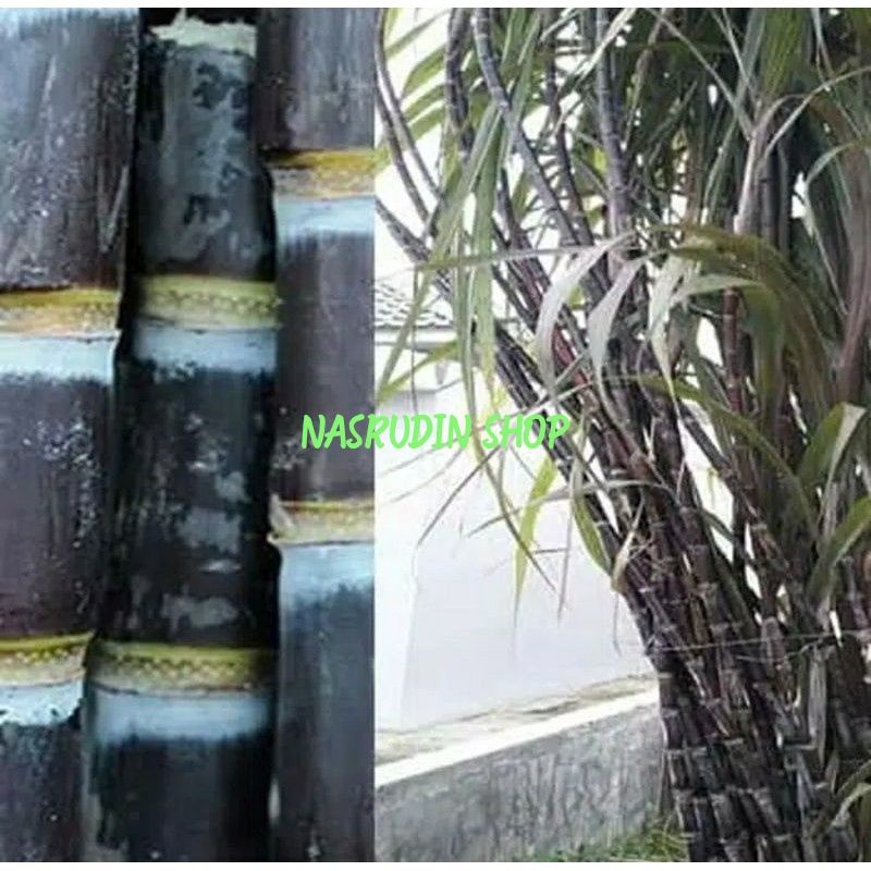 POTONGAN TEBU HITAM 50 CM SEGAR SIAP KONSUMSI | BISA UNTUK BIBIT