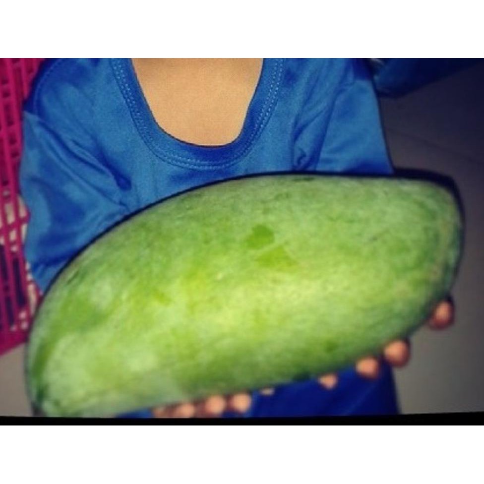 *_$ BIBIT MANGGA MAHATIR - BIBIT BUAH MANGGA MAHATIR - BIBIT BUAH PURWOREJO KW+