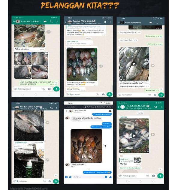 Esen si jurig R7 Esen ikan nila Esen ikan nila liar Esen ikan nila liar media lumut Esen ikan nila p