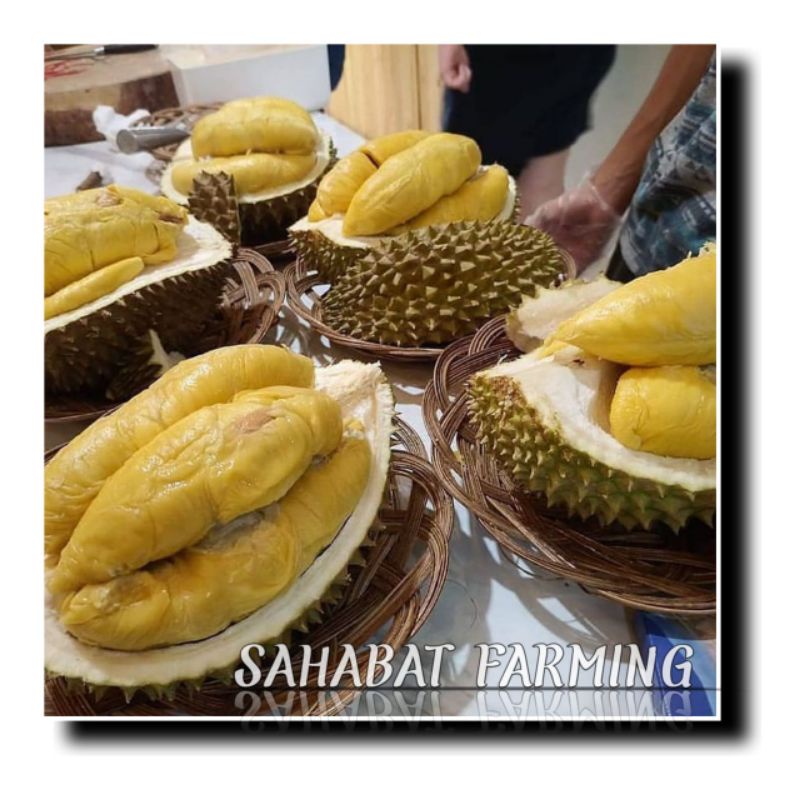 bibit durian montong jumbo