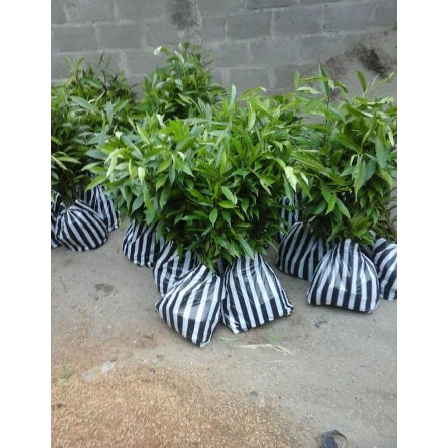 Jual 5 Bibit Pohon Kayu Jenitri / Genitri Super Bibit / Biji / Benih Ind