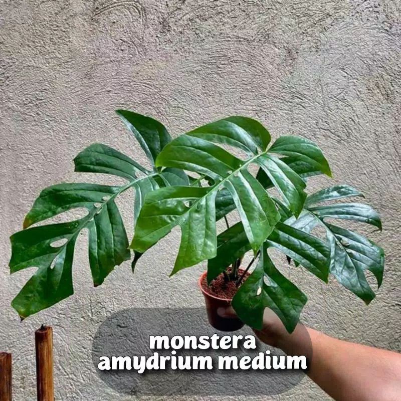 Monstera Amydrium Medium Shopee Indonesia