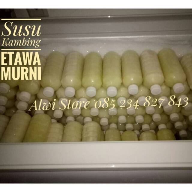 

Pusat Susu Kambing Etawa Murni (Ternak langsung)