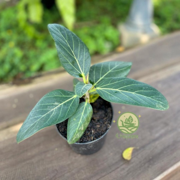 Unik Ficus Audrey Diskon