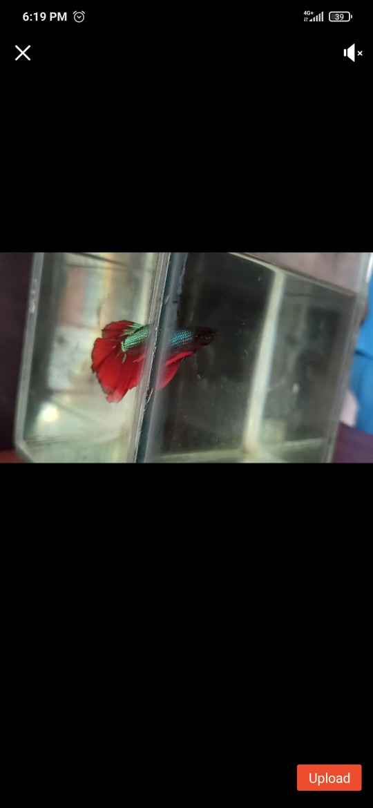 Ikan Cupang Hias Halmoon Blue Red