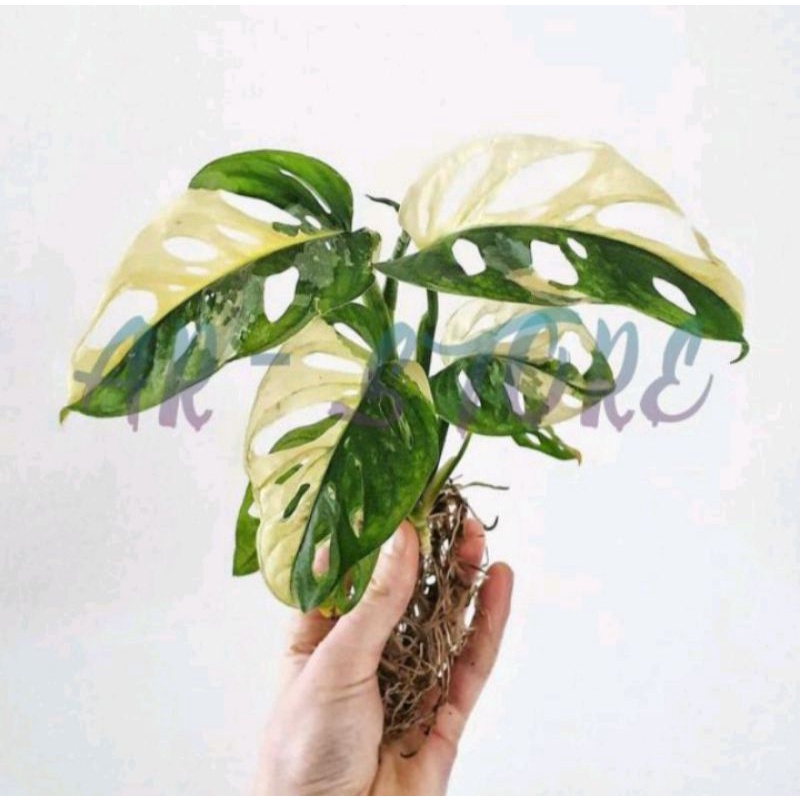 Promo bonggol ASLI atau bibit janda bolong varigata