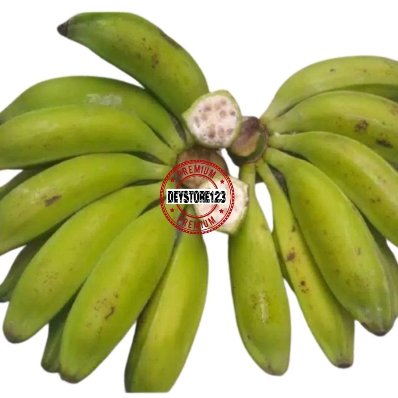 

PISANG BATU PISANG KLUTUK PER SISIR