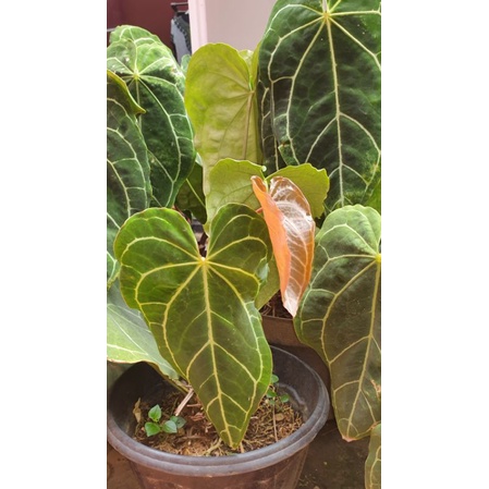 Tanaman Kuping Gajah Anthurium Dewasa Jumbo