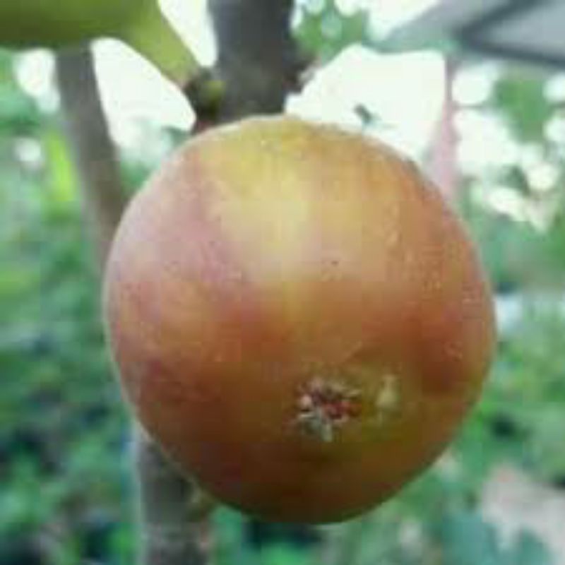 tanaman buah/bibit pohon buah tin jenis langka jenis BROMO VIOLET - tanaman bisa berbuah dalam pot