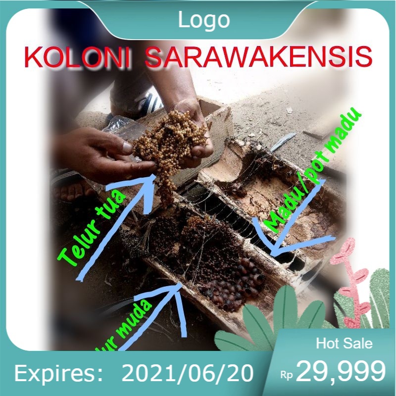 TERMURAH Bibit lebah klanceng Sarawakensis trigona kelulut kele kele kelo kelo BERGARANSI KOLONI KUA