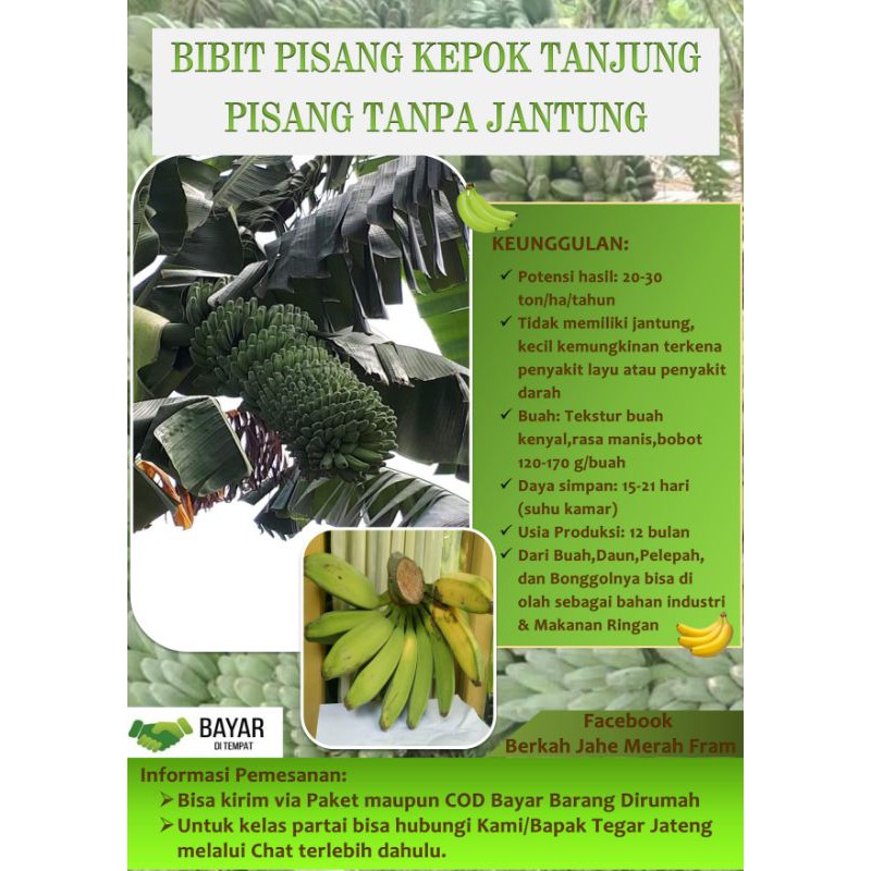 BIBIT UNGGUL , Jual Bibit Pisang Kepok Tanjung, Jual Bibit Pisang Kepok Tanpa Jantung