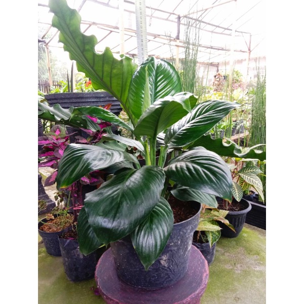 Bunga Hias Sepatu Filum