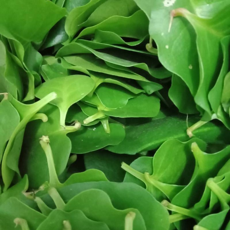 

daun binahong segar 10 lembar - daun binahong herbal