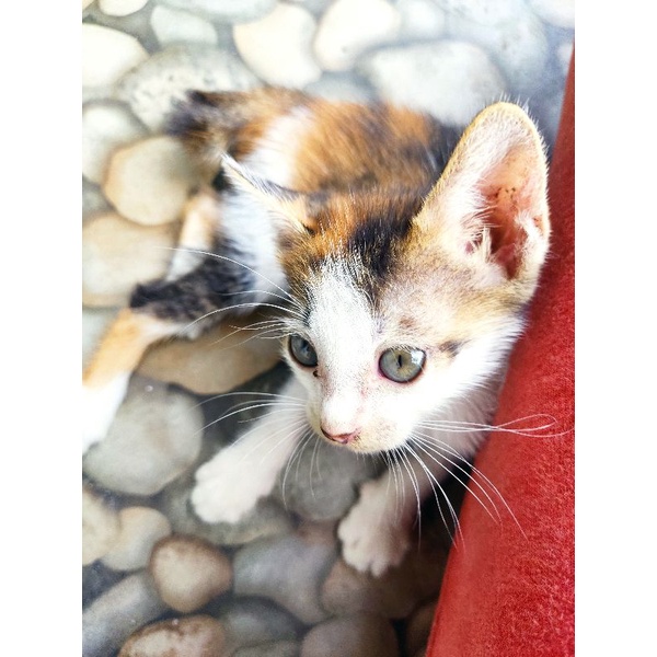 kucing domestik dari Mars