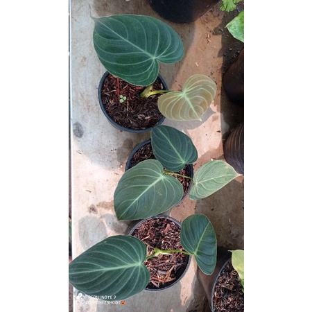 TANAMAN HIAS MELANO/MELANO MURAH