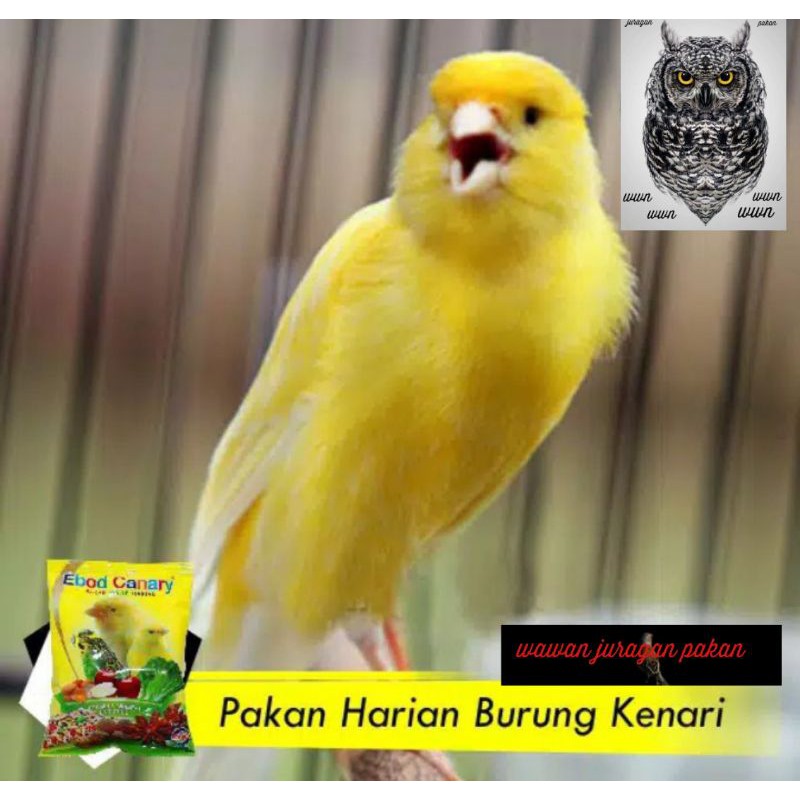 pakan kenari, Ebod canary