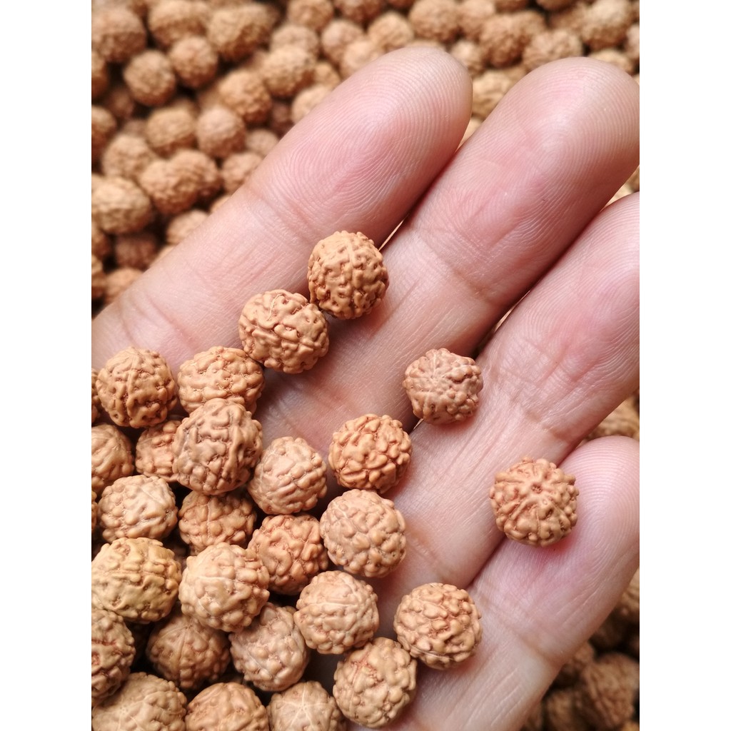 Jenitri 9mm 1000biji Bahan Souvernir Tasbih Kerajinan Tangan Manik Genitri Rudraksha