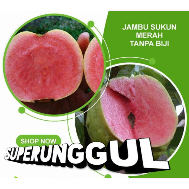 Bibit Jambu Sukun Merah Tanpa Biji