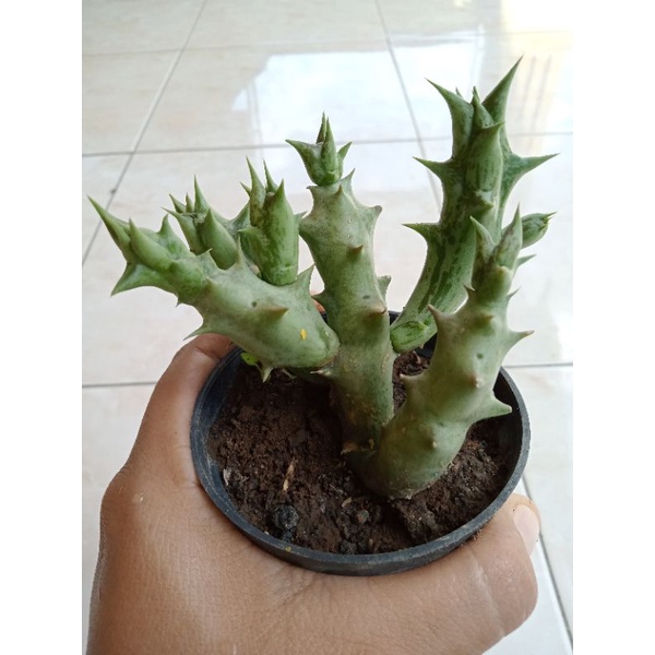 kaktus huernia orbea (kaktus cula badak) satuan