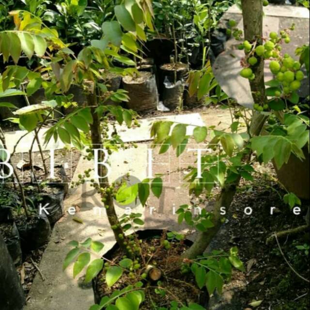 Ceremai Manis Berbuah